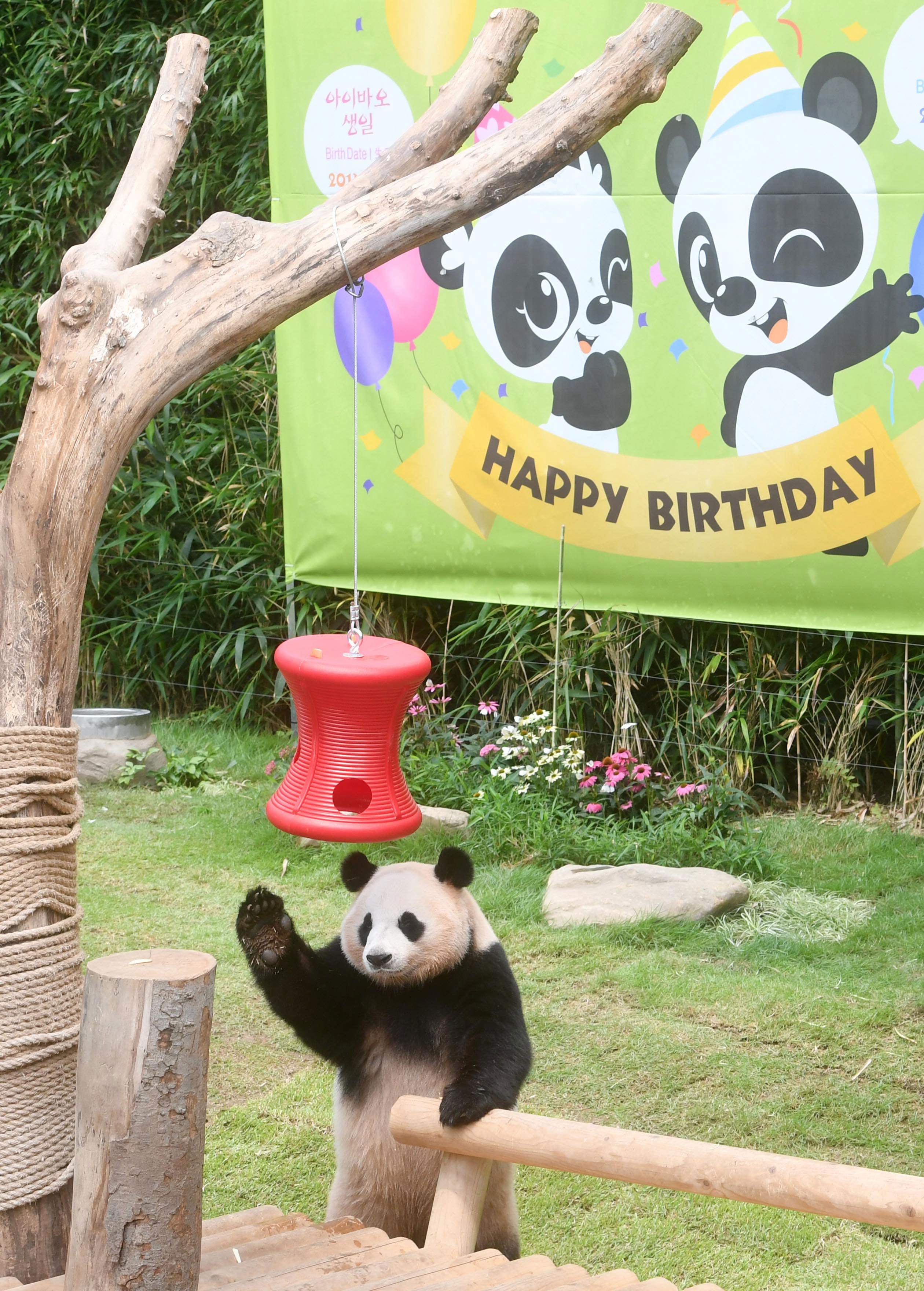 귀염둥이 판다의 생일잔치