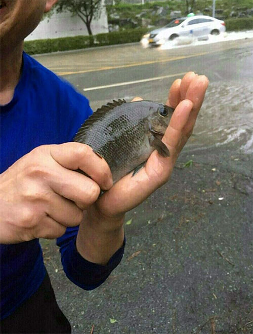 도로에서 잡힌 물고기