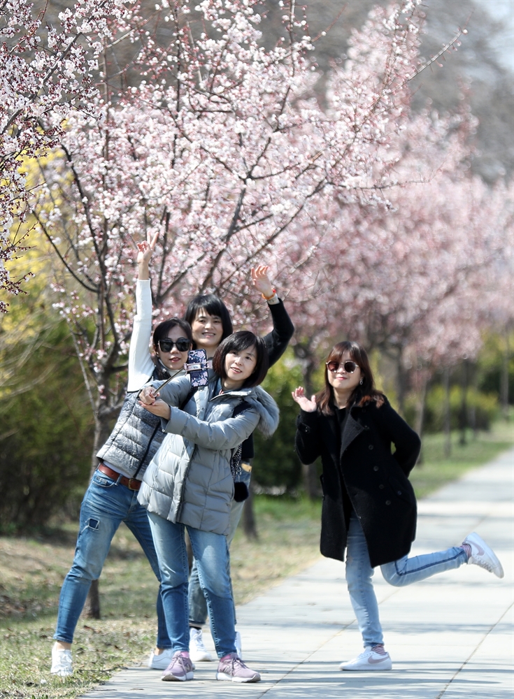 '봄이 왔어요', 전국 곳곳 꽃축제 열려