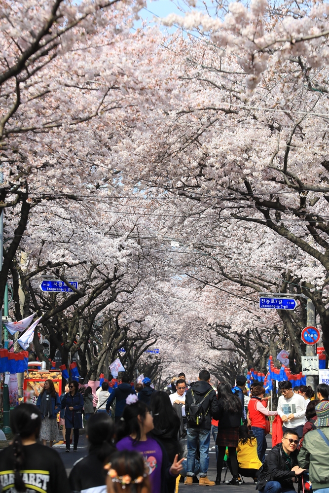 '봄이 왔어요', 전국 곳곳 꽃축제 열려