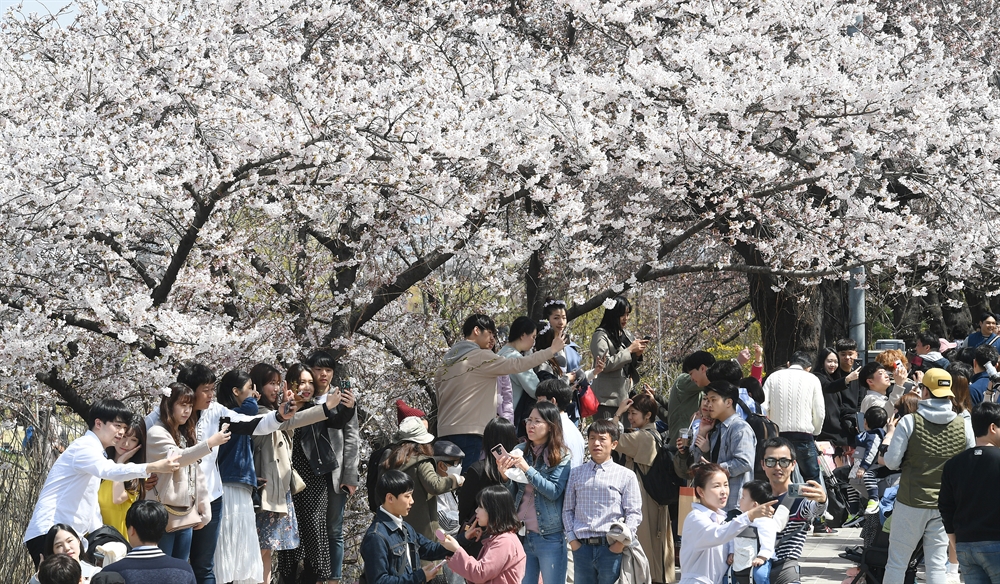 윤중로 벚꽃축제