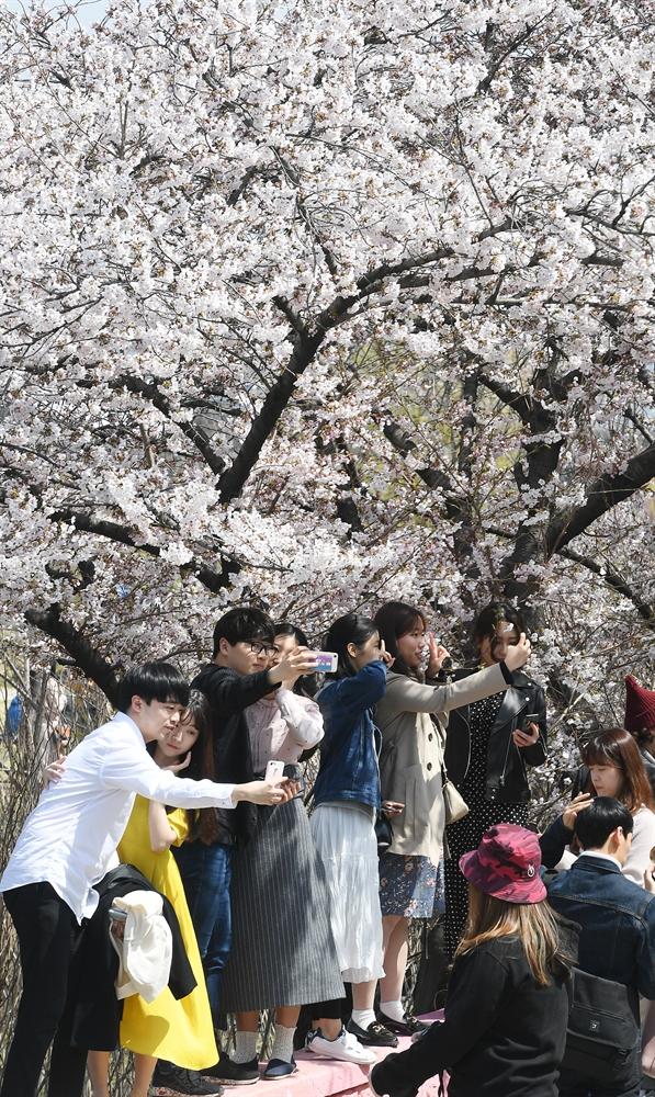 윤중로 벚꽃축제 인파