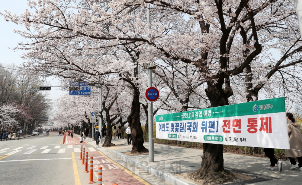 벚꽃 만발한 윤중로 통제