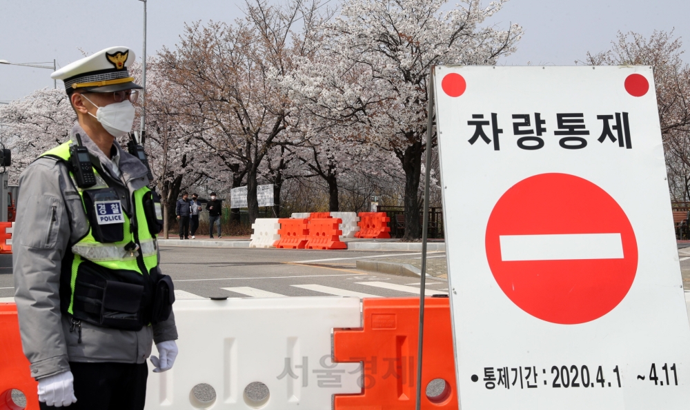 벚꽃 만발한 윤중로 통제